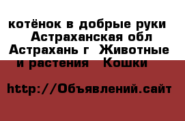 котёнок в добрые руки . - Астраханская обл., Астрахань г. Животные и растения » Кошки   